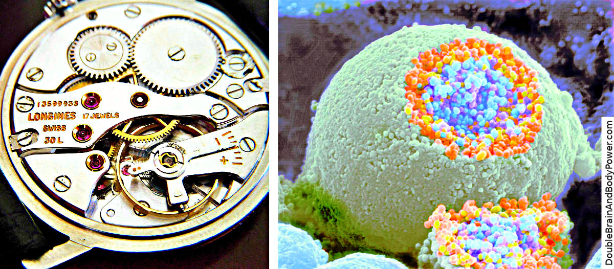 To the left is a rear cover-off view of a silver Swiss Longines pocketwatch with some gold and silver colored gears. Stamped in gold letters are the words LONGINES, SWISS, 30L, 17 JEWELS. To the right is the enlarged colorized microscopic image of an open nerve cell. It is nearly round, light violet-grey on the outside, and blue, white, and orange inside.